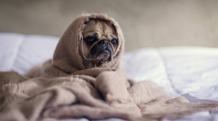 Il Fait Froid, Est-ce une Bonne Idée de Toilettage Mon Chien Maintenant ?